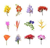 set of many colouul flowers isolated collection on white photo