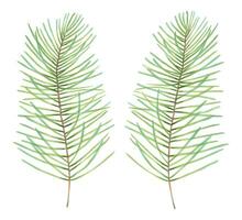 Pine branch or spruce branch.Evergreen Christmas tree from natural forest with needles.Botanical holiday holiday decoration for 2024 New Year and Christmas.Hand drawn watercolor isolated illustration vector