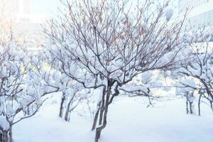 White snow on tree branches in winter season photo