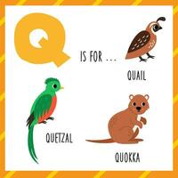 aprendizaje Inglés alfabeto para niños. letra q. linda dibujos animados codorniz quetzal quokka vector