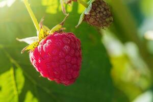 Close-up of ripe and unripe raspberries. Healthy food. Raspberries grow on a sunny day. photo