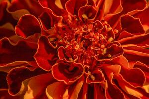 A close-up macro photo of the middle of a marigold. Macro photo of an orange flower.