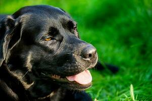 negro Labrador en el antecedentes de un verde césped. de pura raza perro en un caliente soleado día. foto