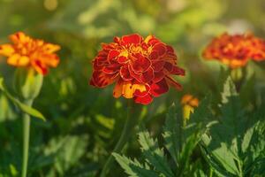 Three marigolds bloom in the garden on a background of grass on a sunny day. Photo of flowers.