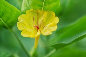 Macro photo of yellow flower with pink color and green leaves. The flower blooms in season.