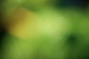 Blurred natural background. Defocus light dark green, light green and yellow. photo