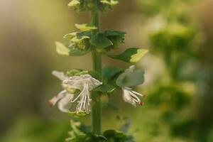 Green basil blooming with white flowers on a sunny day. Basil plant in the garden. photo