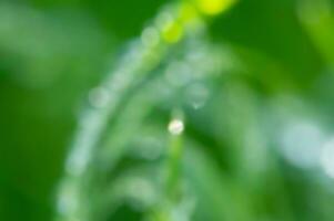 Blurred natural green background of grass and droplets. Defocus light glare on the lawn. photo