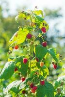 Raspberry bush with ripe and unripe berries and green leaves on a sunny day. Healthy food. photo