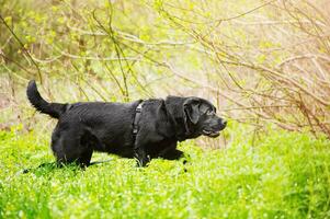 un perro de el raza Labrador perdiguero de negro color en un caminar en un aterrizaje en munición. mascota, animal. foto