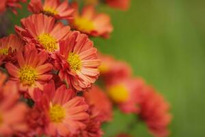 Orange chrysanthemum flowers with yellow on a green blurred background on a sunny day. photo