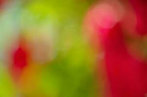 Abstract blurred red with green background. Defocused color bokeh. Defocus light. photo