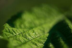 A leaf of a raspberry plant with a thin focal part and a blurred main part. The leaves with drops. photo