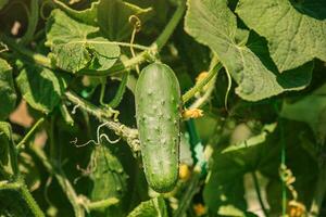 A green cucumber grows. Cucumber plant with flowers and ripe fruits on a sunny day. photo