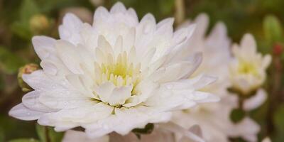 White chrysanthemum closeup with water drops. Autumn blooming flowers. photo