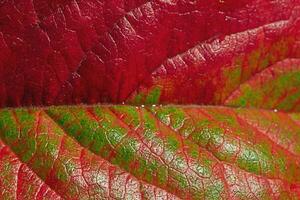 Macro close-up photo of an autumn red and green leaf. Detail of leaves from a tree.