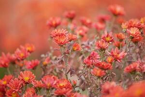 Orange chrysanthemum autumn flowers on orange blurred background. photo