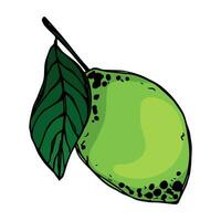 Vector lime clipart. Hand drawn citrus icon. Fruit illustration. For print, web, design, decor