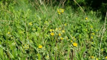 verde Relva e amarelo flores, ervas daninhas dentro uma selvagem campo dentro verão. video