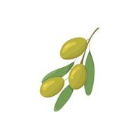 Green olives flat style. Design for oil, health care products, and organic natural cosmetics. Olive branch with fruits and leaves, isolated on white background. vector