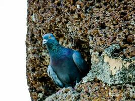 a pigeon is sitting in a hole in a rock photo