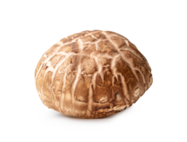 Single fresh shiitake mushroom isolated with clipping path and shadow in png file format. Japanese and Chinese herb