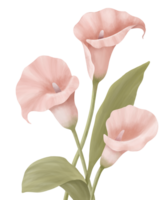 Cala Lilly Flower Illustration. Digital painting watercolor effect. png