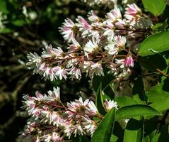 Deutzia crenata flowers Japanese snow flower , Slender deutzia. Fuzzy Deutzia, Deutzia double flowered in bloom photo