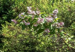 deutzia crenata flores japonés nieve flor , esbelto deutzia. borroso deutzia, deutzia doble de flores en floración foto