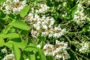 Deutzia crenata flowers Japanese snow flower , Slender deutzia. Fuzzy Deutzia, Deutzia double flowered in bloom photo