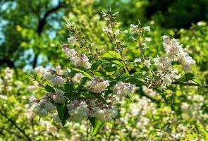 deutzia crenata flores japonés nieve flor , esbelto deutzia. borroso deutzia, deutzia doble de flores en floración foto