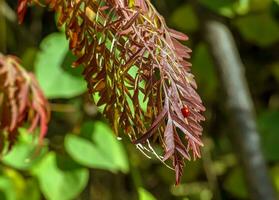 Rhus typhina in October. Yellow Red leaves of staghorn sumac. Rhus typhina is a species of flowering plants in the Anacardiaceae family. photo