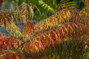 Rhus typhina in October. Yellow Red leaves of staghorn sumac. Rhus typhina is a species of flowering plants in the Anacardiaceae family. photo