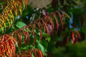 rhus tifina en octubre. amarillo rojo hojas de cuerno de ciervo Zumaque. rhus tifina es un especies de floración plantas en el anacardiaceae familia. foto