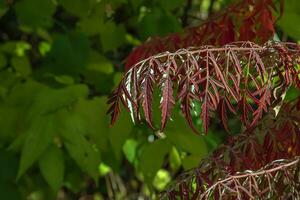 Rhus typhina in October. Yellow Red leaves of staghorn sumac. Rhus typhina is a species of flowering plants in the Anacardiaceae family. photo