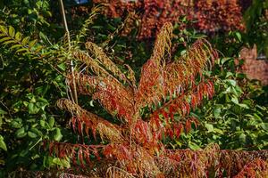 rhus tifina en octubre. amarillo rojo hojas de cuerno de ciervo Zumaque. rhus tifina es un especies de floración plantas en el anacardiaceae familia. foto