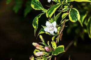 Japanese weigela pale pink flower buds - Latin name - Weigela japonica var. Sinica photo