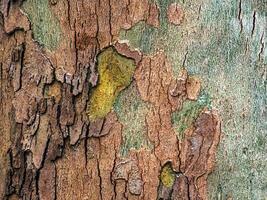 Texture of the bark of the Oriental sycamore tree or Platanus orientalis in Latin. Natural military background. photo