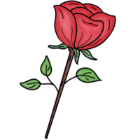 red rose isolated png