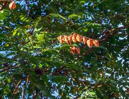 linterna árbol o dorado lluvia árbol. botánico nombre koelreuteria paniculata. común caduco calle árbol. foto