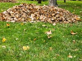 Collected pile of dry autumn leaves, cleaning of the territory photo