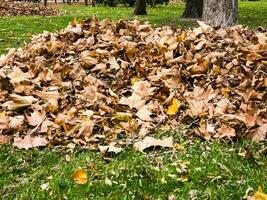 Collected pile of dry autumn leaves, cleaning of the territory photo