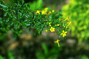 Jasminum fruticans, Wild Jasmine. Wild plant shot in spring. photo