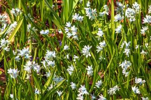 Beautiful spring flowers. White-blue flowers of Puschkinia scilloides. Flowers of the Asparagus family. photo