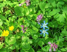 Beautiful spring flowers. White-blue flowers of Puschkinia scilloides. Flowers of the Asparagus family. photo