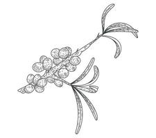 Isolated sketch sea buckthorn branch with leaves and berries. Natural plant, vector flat illustration.