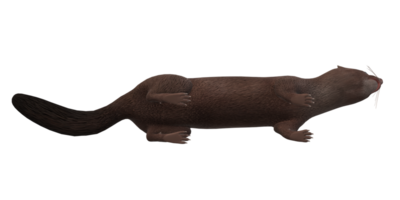 Mink isolated on a Transparent Background png