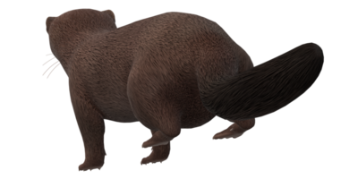 Mink isolated on a Transparent Background png