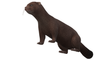 Mink isolated on a Transparent Background png