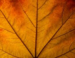 AI generated autumn maple leaves background. photo